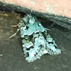 Collared Arches Moth thumbnail 3