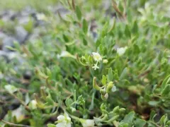 Shrubby willowherb thumbnail 2
