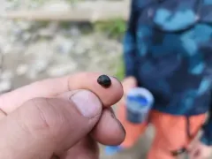 Green River Pebblesnail thumbnail 4