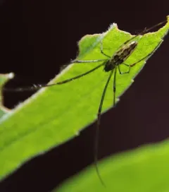 Elongate Stilt Spider thumbnail 2