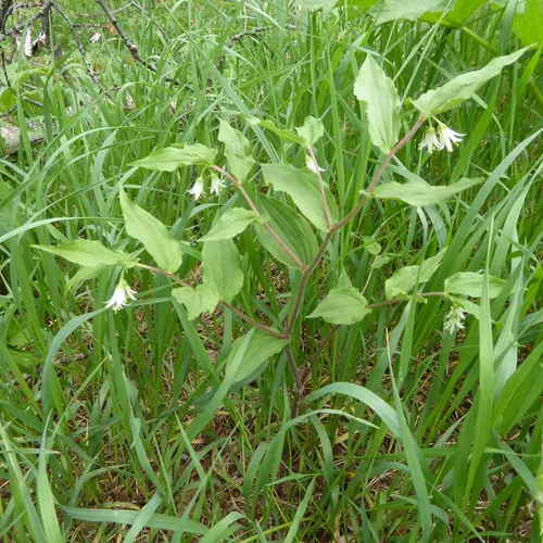 rough-fruited fairybells