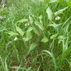 rough-fruited fairybells thumbnail 1