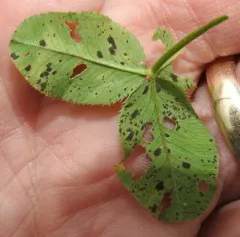 Liriomyza fricki thumbnail 4