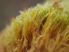 Iwatsukiella leucotricha thumbnail 1