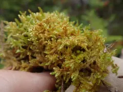 Brotherella canadensis thumbnail 2