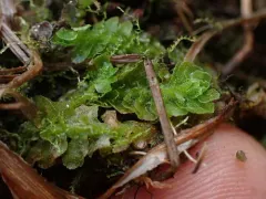 Apotreubia nana thumbnail 1