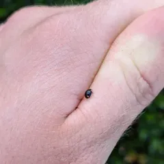Bigeminate Sigil Lady Beetle thumbnail 4