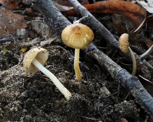 Inocybe radiata