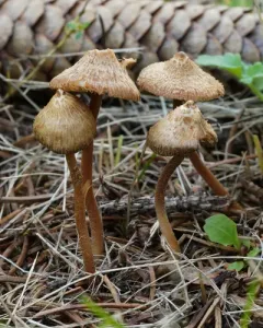 Inocybe subfulva thumbnail 3