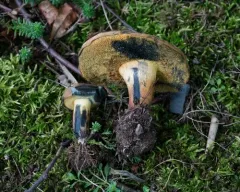 Cyanoboletus cyaneitinctus thumbnail 3