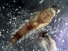 Baetis bicaudatus thumbnail 1