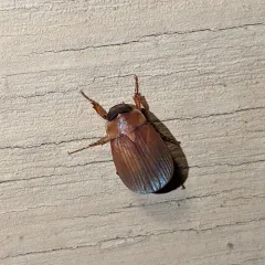Nipponoserica peregrina thumbnail 1