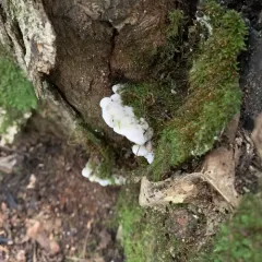 enveloping crust thumbnail 3