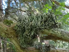 Ticker-tape Lichen thumbnail 1
