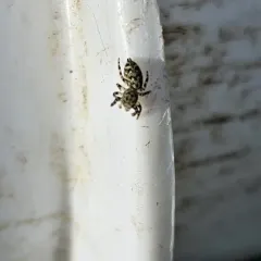 Peppered Jumping Spider thumbnail 3