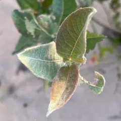 sand dune willow thumbnail 1