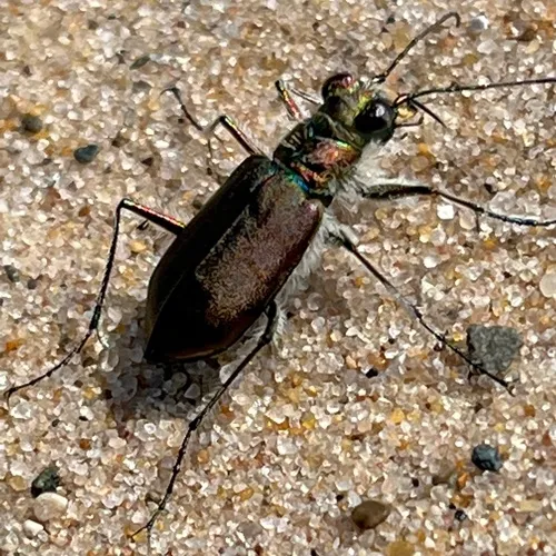 Hairy-necked Tiger Beetle