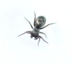 Tutelina formicaria thumbnail 1
