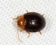 Sacodes thoracica thumbnail 3