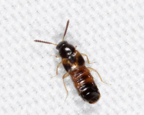 Pleurotobia trimaculata