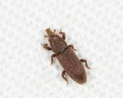 Straying Little Weevil thumbnail 2
