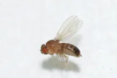 Common Fruit Fly thumbnail 2