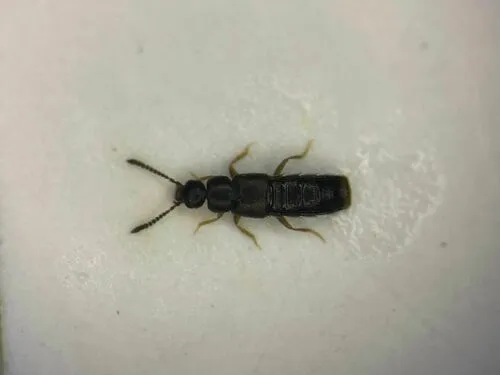 Atheta dadopora