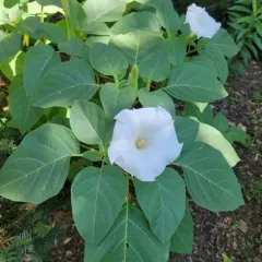 Sacred Datura thumbnail 2