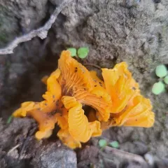 Small Chanterelle thumbnail 3