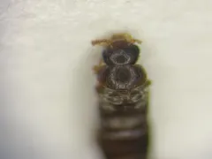 Gyrophaena hubbardi thumbnail 1