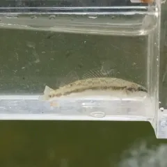 Blackside Darter thumbnail 4