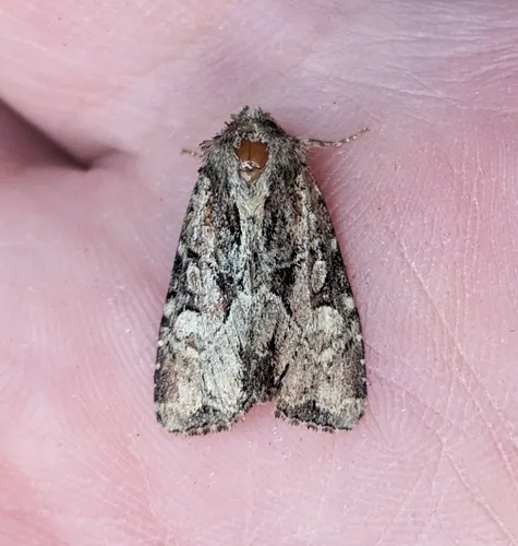 Oblique Brocade Moth