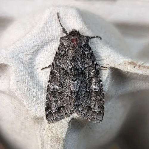 Acadian Sallow