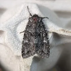 Acadian Sallow thumbnail 1