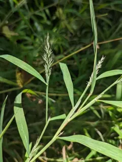 Wirestem Muhly thumbnail 3