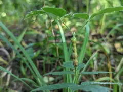 Neolasioptera clematidis thumbnail 4