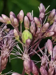 Anthodiplosis eutrochii thumbnail 3