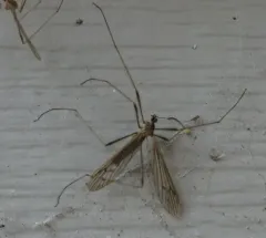 Symplecta pilipes thumbnail 1