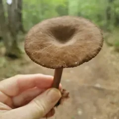 Chocolate Milky thumbnail 4