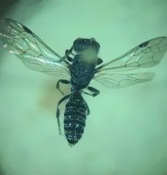 Myrmosa unicolor thumbnail 4