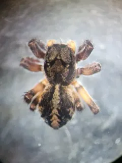 Lapland Jumping Spider thumbnail 3