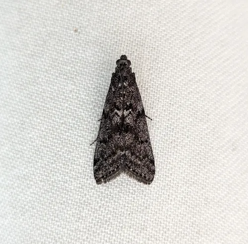 Speckled Black Pyla Moth