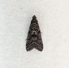 Speckled Black Pyla Moth thumbnail 1