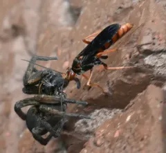 Rusty Spider Wasp thumbnail 4
