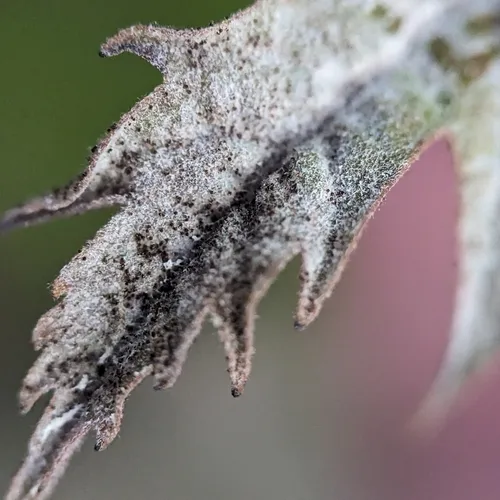 Podosphaera pruinosa