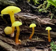 Hygrocybe parvula thumbnail 4