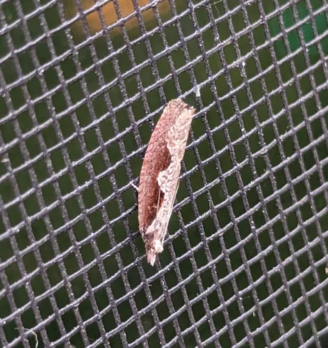 Diamondback Epinotia Moth