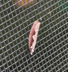 Diamondback Epinotia Moth thumbnail 1
