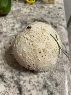 Corkstar Puffball thumbnail 2