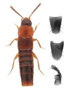 Oxypoda perexilis thumbnail 2
